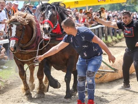 Inspekcija dozvolama podržava zlostavljanje Mreža za zaštitu životinja