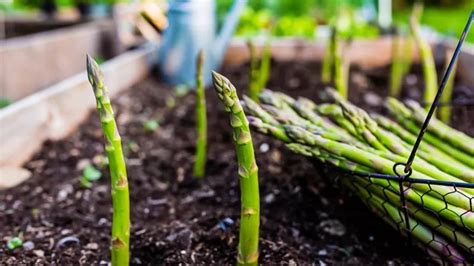 Gu A De Cultivo Y Caracter Sticas Del Cerezo Agrom Tica