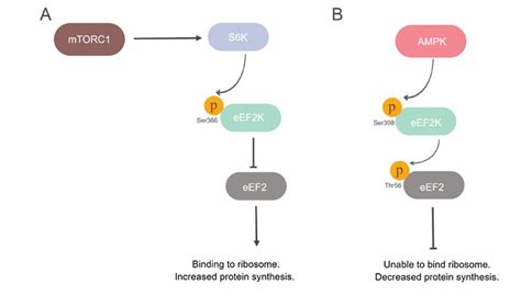 Translation Factors Bio Rad