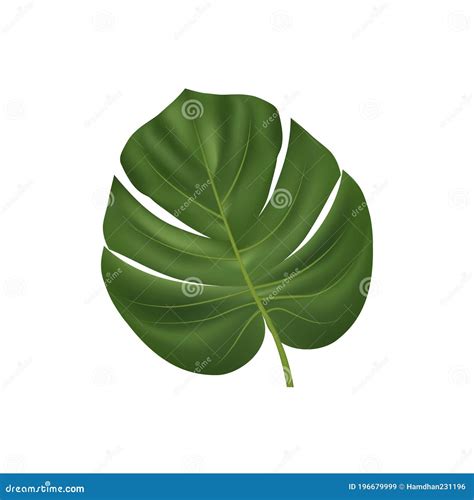 Vector Hoja Monstera Sobre Fondo Blanco Ilustración del Vector