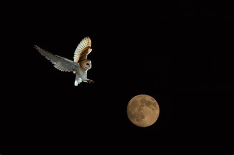 Flying Owl At Night