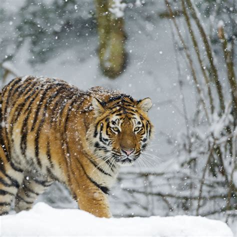 Siberian tiger Wallpaper 4K, Snowfall, Amur tiger, Winter