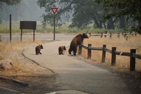 Empty Yosemite – Bears Take Back Yosemite Valley During the Ferguson ...