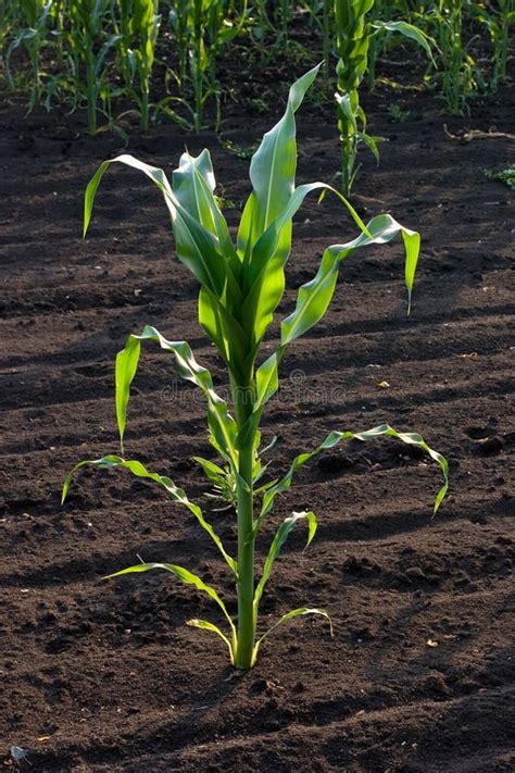 Corn Stalk Stock Image Image Of Agriculture Plant Field 10166163