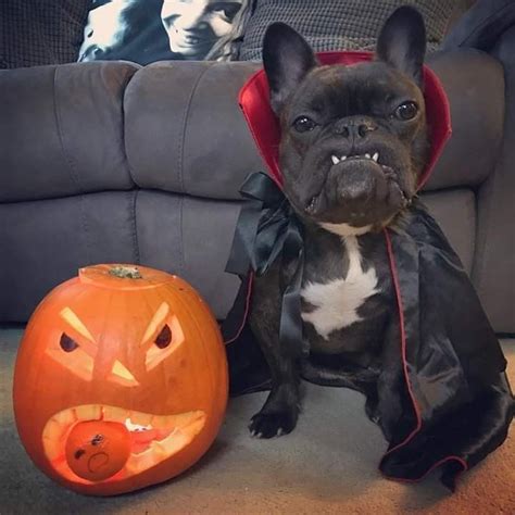 The french bulldog halloween costume ultimate guide – Artofit