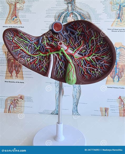 Human Anatomy Liver Model Closeup Structure And Function Of Liver