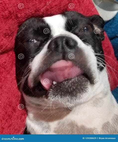 Silly puppy stock image. Image of funny, boston, face - 129200629