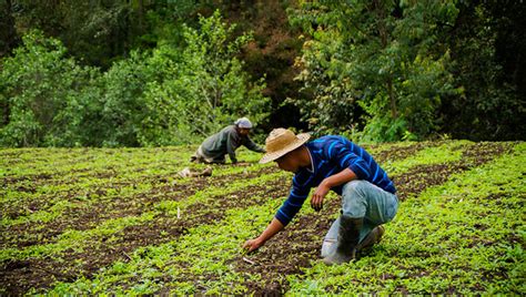 Que Es La Agricultura