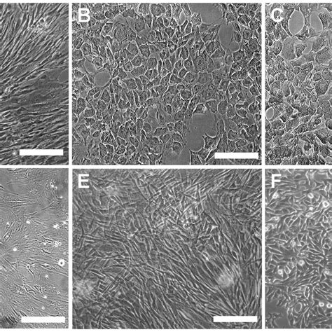 Immunofluorescence Analysis Of Hepatic Markers Immunofluorescence