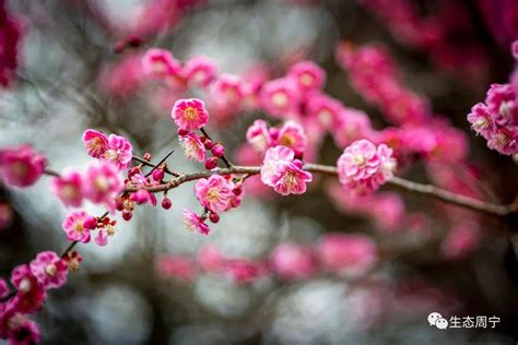 “梅”景如画！周宁这里的梅花盛开了，一起去打卡吧→