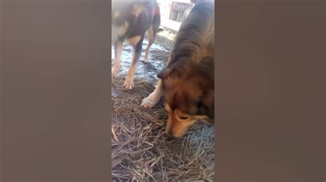 ⚡ПОДКОРМКА СОБАК⚡ - YouTube