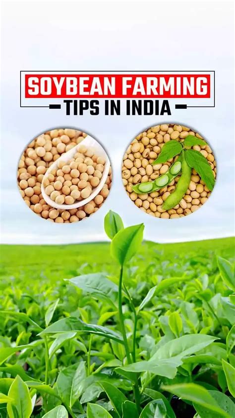 Soybean Farming Tips In India Soybean Seeds Benefits