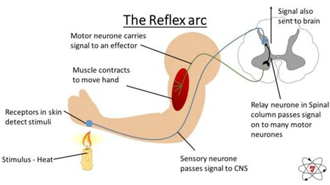 Reflex Arc Diagram