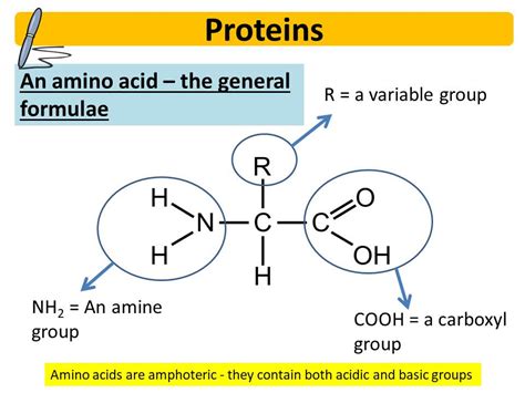 Aqa A Level Biology Biological Molecules 6 Teaching Resources