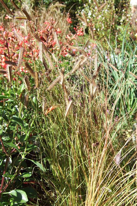 9 Types Of Drought Tolerant Grass For Your Lawn