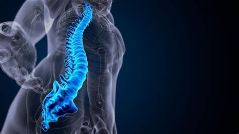 Premium Photo | Human skeleton spine anatomy 3d illustration