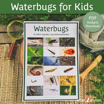 Waterbug Identification | Aquatic Macroinvertebrates | Aquatic Eco Systems