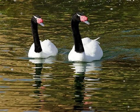 Black-Necked Swan - Facts, Diet, Habitat & Pictures on Animalia.bio