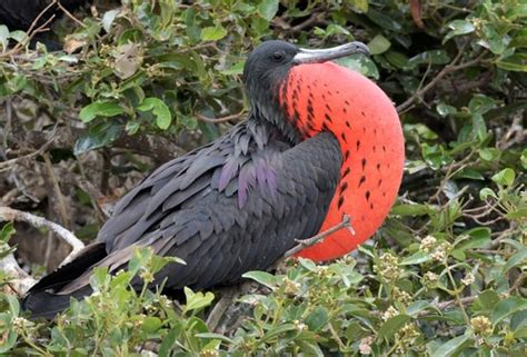 Fragata Tijereta Fregata Magnificens