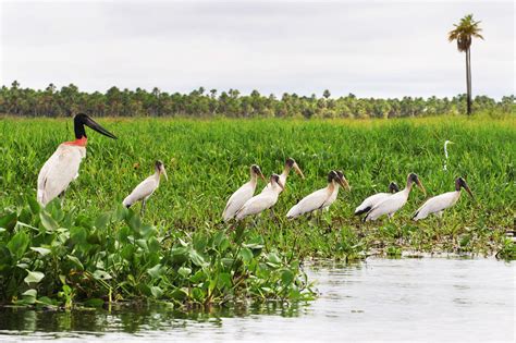 The Chaco Region Trico Tours