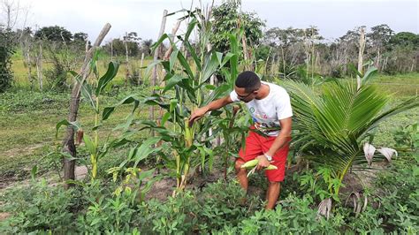 Vida Na Ro A Plantando Milho Cons Rcio Milpa Recuperando O Solo Paty