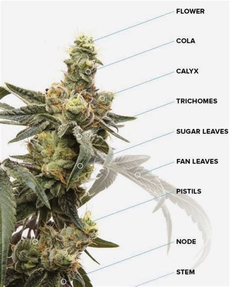 Cannabis Plant Anatomy Diagram