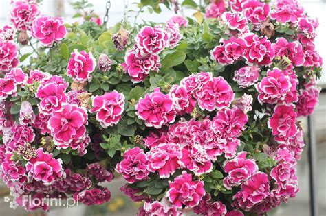 Petunia Tumbelina Anna Petunia X Hybrida A Z Kwiaty Balkonowe I