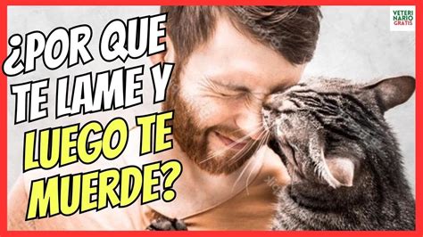 Por qué mi gato me muerde en la cabeza Todo sobre Animales y Bichos