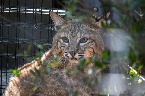 Adding a New Bobcat to Wild Florida - Brevard Zoo