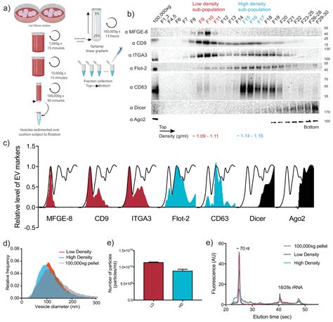 Figures And Data In Distinct Mechanisms Of Microrna Sorting Into Cancer