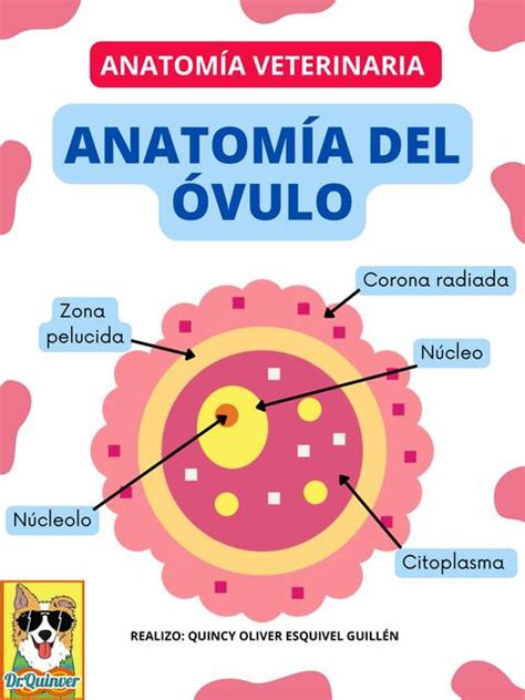 Partes Del Ovulo Ara Blog Hot Sex Picture