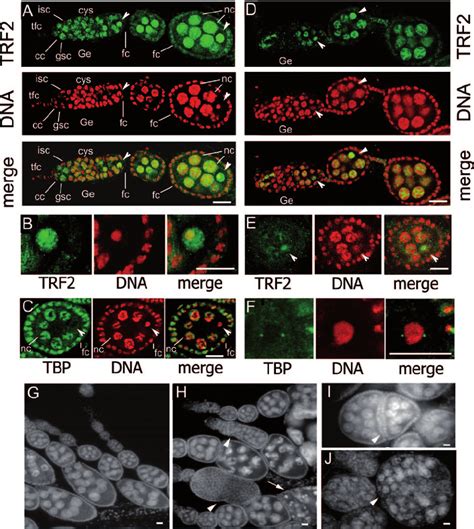 Trf Expression In Ovaries Of Wild Type And Mutated Females A And D