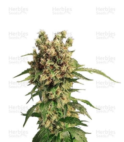 Buy California Hash Plant Feminized Seeds By Dinafem Seeds Herbies Seeds