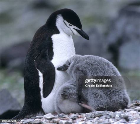 202 Chinstrap Penguin Chick Stock Photos, High-Res Pictures, and Images ...