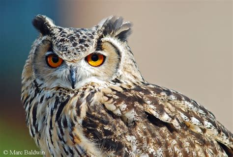 European Eagle Owl Wildlife Online