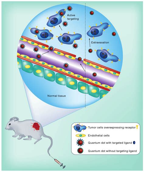 Quantum Dots Involved In Both Active And Passive Tumor Targeting Download Scientific Diagram