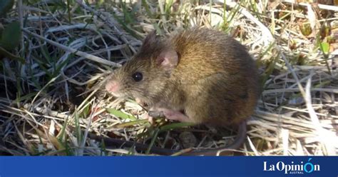 Detectaron Un Caso De Hantavirus En Chubut Y Aislaron A Todo Su Entorno