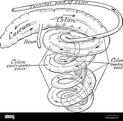 Pig Intestine Diagram