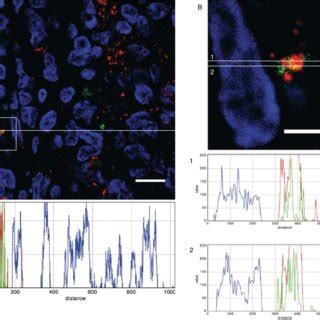 Proposed Model Of Xiap Regulation In Granulosa And Thecal Tissues From