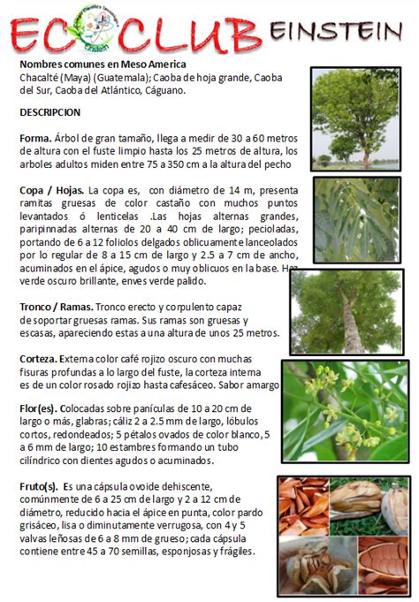 Arboles De La Vertiente Del Pac Fico Caoba Swietenia Macrophylla