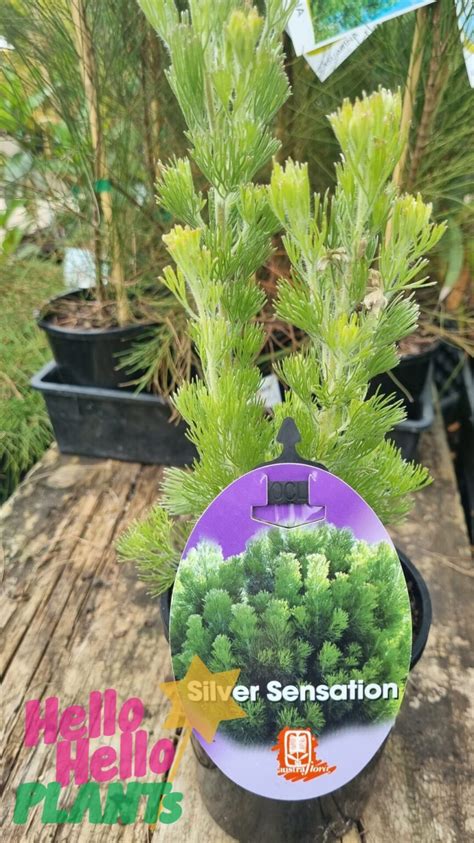 Adenanthos Silver Sensation Pot Hello Hello Plants