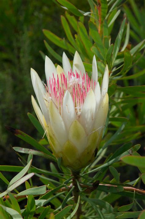 Protea Repens Honey Bearing Protea