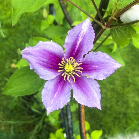 colored Beautiful clematis flower on natural background 4256514 Stock ...