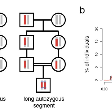 Variability In Autozygosity Due To Stochastic Recombination And