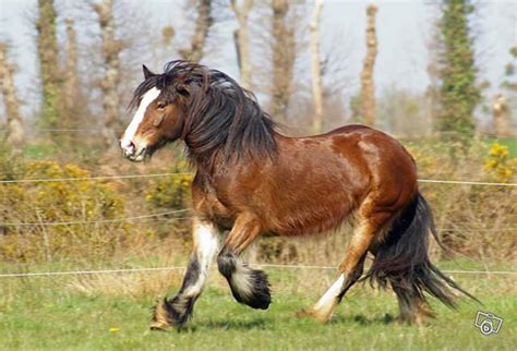 Irish Cob