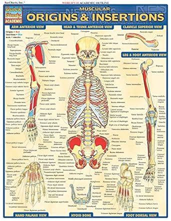 Buy Muscular Origins Insertions Quick Study Academic Book Online At