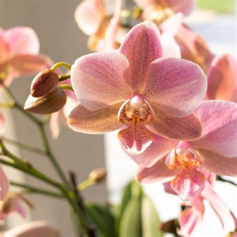 Oudroze Orchidee Treviso Cm Kolibri Company