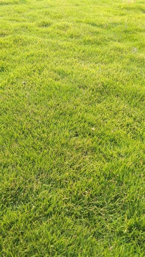 Natural Green Lawn Grass Carpet At Rs 3 50 Sq Ft In New Delhi ID