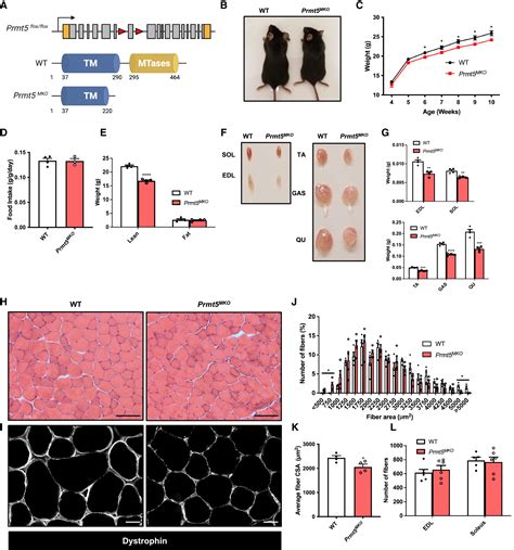 PRMT5 Links Lipid Metabolism To Contractile Function Of Skeletal