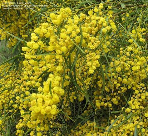 Plantfiles Pictures Acacia Species Creeping Wattle Golden Wreath